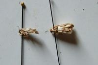 Epinotia thapsiana