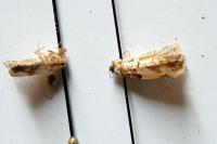 Epinotia thapsiana