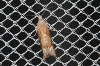 Eucosma conterminana