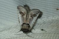 Parahypopta caestrum