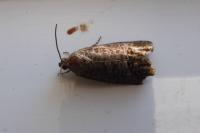 Cydia pomonella