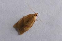 Clepsis consimilana