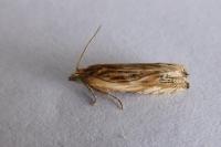 Eucosma gr. cana