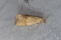 Celypha striana