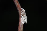 Phtheochroa rugosana