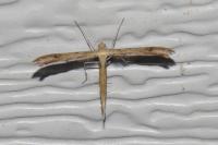 Stenoptilia