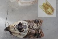 Acleris variegana