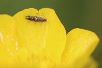 Glyphipterix