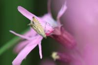 Glyphipterix thrasonella