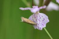 Glyphipterix thrasonella