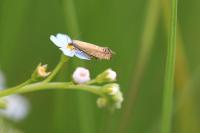 Glyphipterix thrasonella