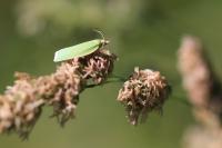 Tortrix viridana