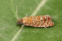 Argyroploce arbutella