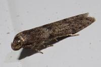 Blastobasis phycidella