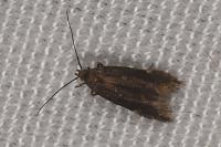 Aproaerema anthyllidella