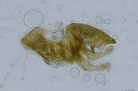 Aproaerema anthyllidella
