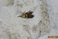 Alabonia geoffrella