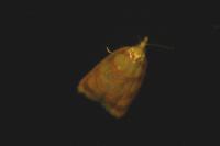 Acleris bergmanniana