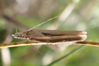 Pleurota aristella