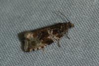 Celypha cespitana