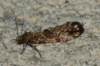 Morophaga choragella