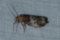 Notocelia rosaecolana