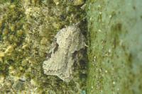 Acleris kochiella
