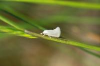 Elachista argentella