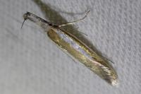Pleurota aristella