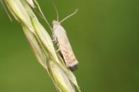 Dichrorampha
