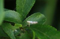 Argyresthia spinosella