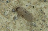 Agonopterix subpropinquella