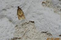 Clepsis consimilana