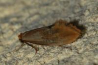 Tinea semifulvella