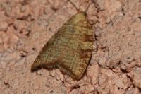 Aleimma loeflingiana