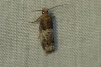 Notocelia rosaecolana