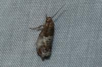 Notocelia rosaecolana