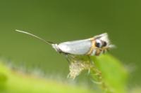 Leucoptera malifoliella