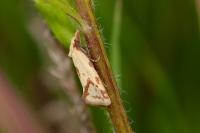 Agapeta hamana