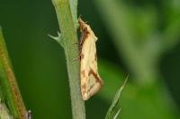 Agapeta hamana