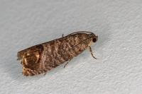 Cydia pomonella