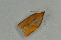 Clepsis consimilana