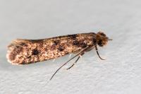 Niditinea