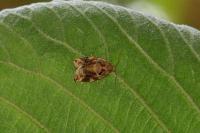 Archips xylosteana