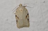 Acleris logiana