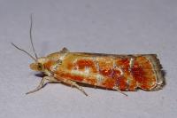 Rhyacionia buoliana