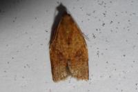 Clepsis consimilana