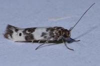 Enolmis acanthella