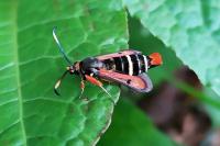 Pyropteron chrysidiforme