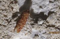 Lozotaeniodes formosana